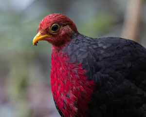 Nature wildlife bird of crimson-headed partridge on deep jungle rainforest, It is endemic to the island of Borneo