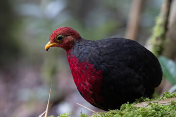 Nature wildlife bird of crimson-headed partridge on deep jungle rainforest, It is endemic to the island of Borneo