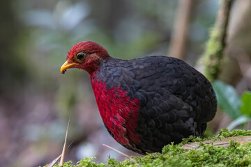 Nature wildlife bird of crimson-headed partridge on deep jungle rainforest, It is endemic to the island of Borneo