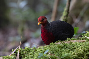 Nature wildlife bird of crimson-headed partridge on deep jungle rainforest, It is endemic to the...