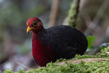 Nature wildlife bird of crimson-headed partridge on deep jungle rainforest, It is endemic to the island of Borneo