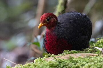 Nature wildlife bird of crimson-headed partridge on deep jungle rainforest, It is endemic to the island of Borneo