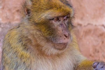 Portrait of a wild barbary ape, Morocco