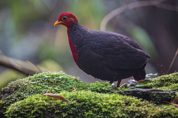 Nature wildlife bird of crimson-headed partridge on deep jungle rainforest, It is endemic to the island of Borneo