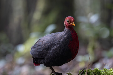 Nature wildlife bird of crimson-headed partridge on deep jungle rainforest, It is endemic to the island of Borneo