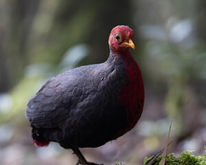 Nature wildlife bird of crimson-headed partridge on deep jungle rainforest, It is endemic to the island of Borneo
