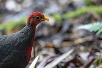 Nature wildlife bird of crimson-headed partridge on deep jungle rainforest, It is endemic to the island of Borneo