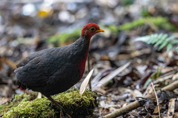 Nature wildlife bird of crimson-headed partridge on deep jungle rainforest, It is endemic to the island of Borneo