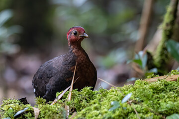 Nature wildlife bird of crimson-headed partridge on deep jungle rainforest, It is endemic to the island of Borneo