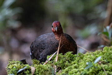 Nature wildlife bird of crimson-headed partridge on deep jungle rainforest, It is endemic to the island of Borneo