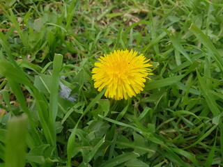 dandelion on grass