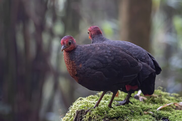 Nature wildlife bird of crimson-headed partridge on deep jungle rainforest, It is endemic to the island of Borneo