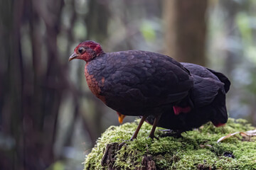 Nature wildlife bird of crimson-headed partridge on deep jungle rainforest, It is endemic to the...