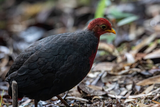 Nature wildlife bird of crimson-headed partridge on deep jungle rainforest, It is endemic to the island of Borneo