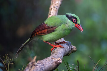 Nature wildlife image of green birds of Borneo known as Bornean Green Magpie