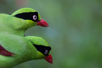 Nature wildlife image of green birds of Borneo known as Bornean Green Magpie