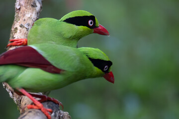 Nature wildlife image of green birds of Borneo known as Bornean Green Magpie