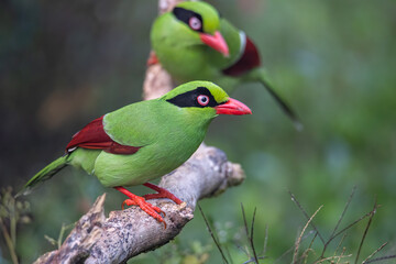 Nature wildlife image of green birds of Borneo known as Bornean Green Magpie