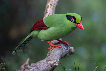 Nature wildlife image of green birds of Borneo known as Bornean Green Magpie