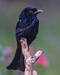 Nature wildlife footage of Hair crested drongo bird perched on a branch