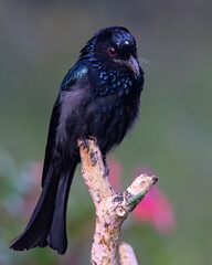 Nature wildlife footage of Hair crested drongo bird perched on a branch