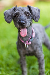Portrait image of Cute puppy Toy Poodle sit at green garden