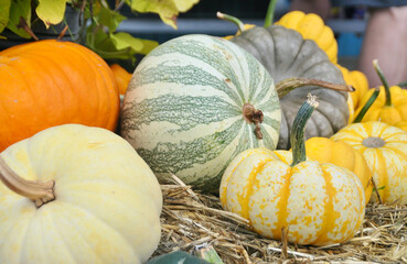 Fall pumpkin harvest display at organic farmer's market for seasonal pumpkin festival or halloween pumpkin carving.