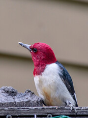 profile portrait of a red headed woodpecker