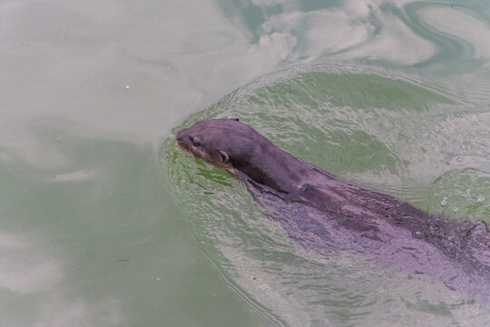 Otter in the canl of Singapore