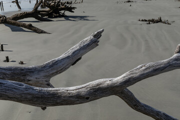 Large foreground pieces of driftwood with wet sand behind, more driftwood beyond, horizontal aspect