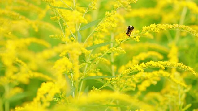 Bumblebee collects nectar on a solidago canadensis yellow flower.