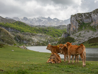 Jatos (vacas jóvenes) en la Cornisa Cantábrica. Asturias, 2021. 