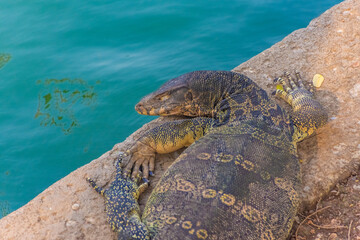 Wild monitor lizard in Lumphini Park, Bangkok, Thailand