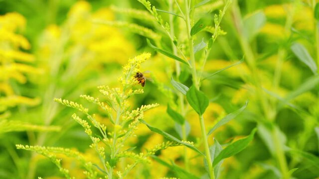 Honey bee collects nectar. Yellow goldenrod flowers, solidago gigantea. Canada goldenrod.