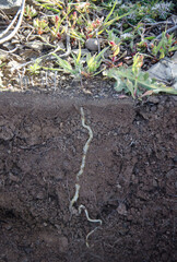 the root of a plant, a seeker of water, a world hidden underground, and which brings life to life in color.