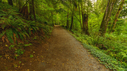 BC urban easy access forest hiking trail in Fall with ferns and mossy trees.