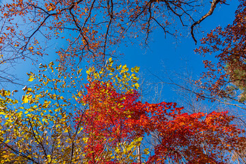 【栃木県】紅葉時期の龍王峡