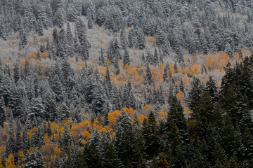 Snow on yellow aspens and pines in Utah