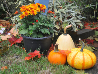 Fall harvest background arrangement for halloween or thanksgiving festival