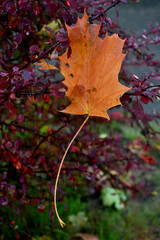 Fallen maple leaf in autumn season, draped over red burgundy bush. Seasonal color for fall harvest festival