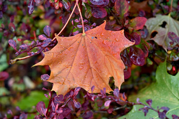 Fallen maple leaf in autumn season, draped over red burgundy bush. Seasonal color for fall harvest festival