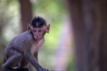 可愛いサル