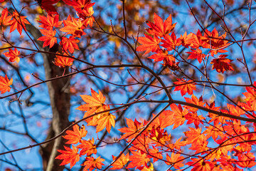 【栃木県】紅葉時期の龍王峡
