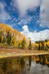 Autumn forest with reflection of Aspen trees in a lake on Grand Mesa, Colorado