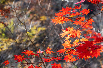 【栃木県】紅葉時期の龍王峡