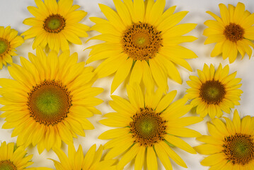 Yellow flowers of a sunflower on a light background.