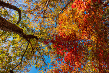 【栃木県】紅葉時期の龍王峡