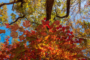 【栃木県】紅葉時期の龍王峡