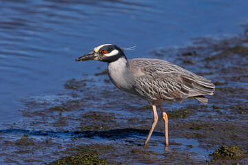On the Mud Flats
