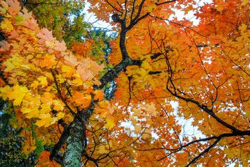 Beautiful maple tree showing off orange leaves in the fall